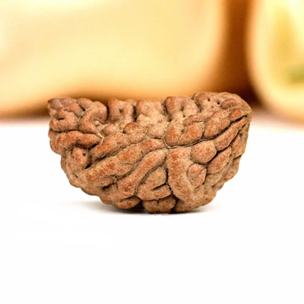Half moon one mukhi rudraksha seen from the side on a plain ground