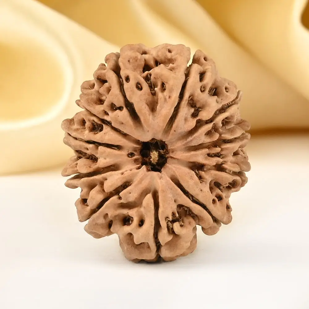 Eleven mukhi rudraksha seen from the top on cream cloth