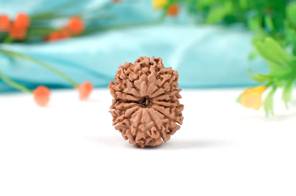 Thirteen mukhi rudraksha on a turquoise cloth with leaves behind