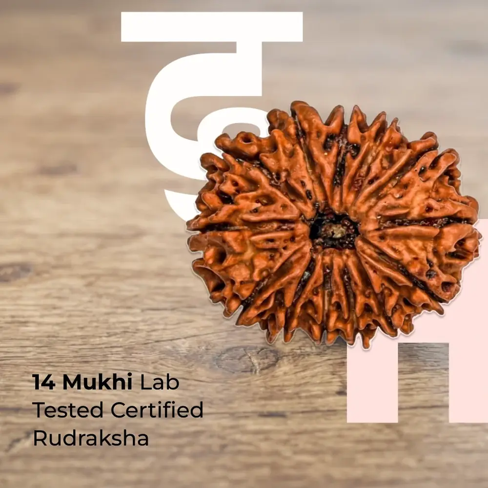14 mukhi rudraksha bead on a wood grain surface