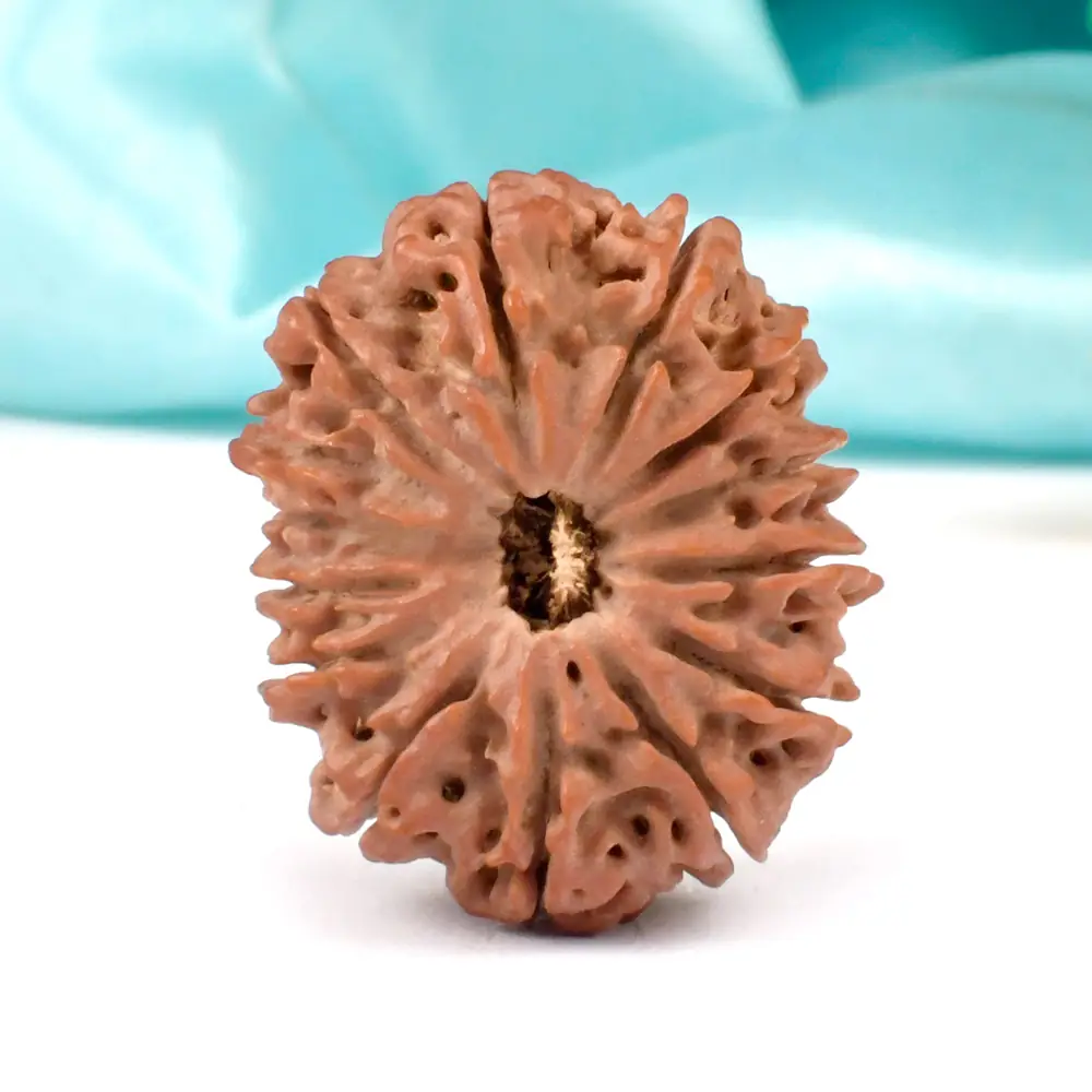 Fourteen mukhi rudraksha seen from the top on turquoise cloth