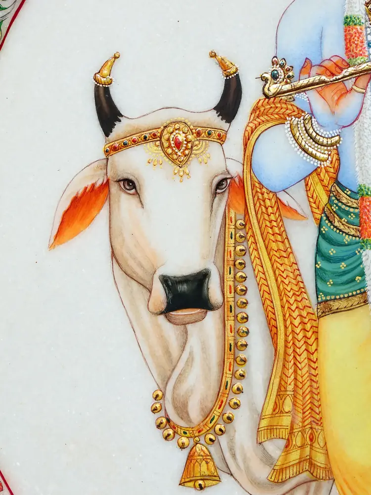 Close view of the cow's face