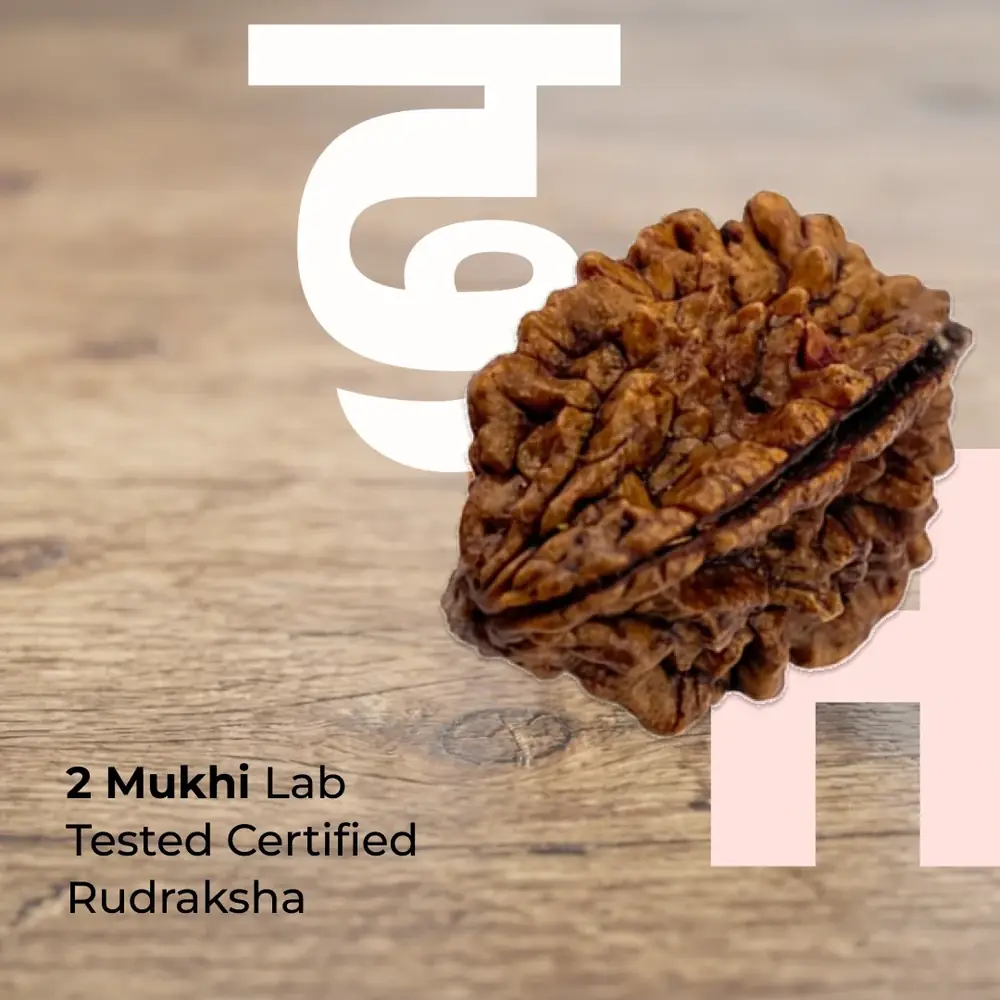 2 mukhi rudraksha bead on a wood grain surface