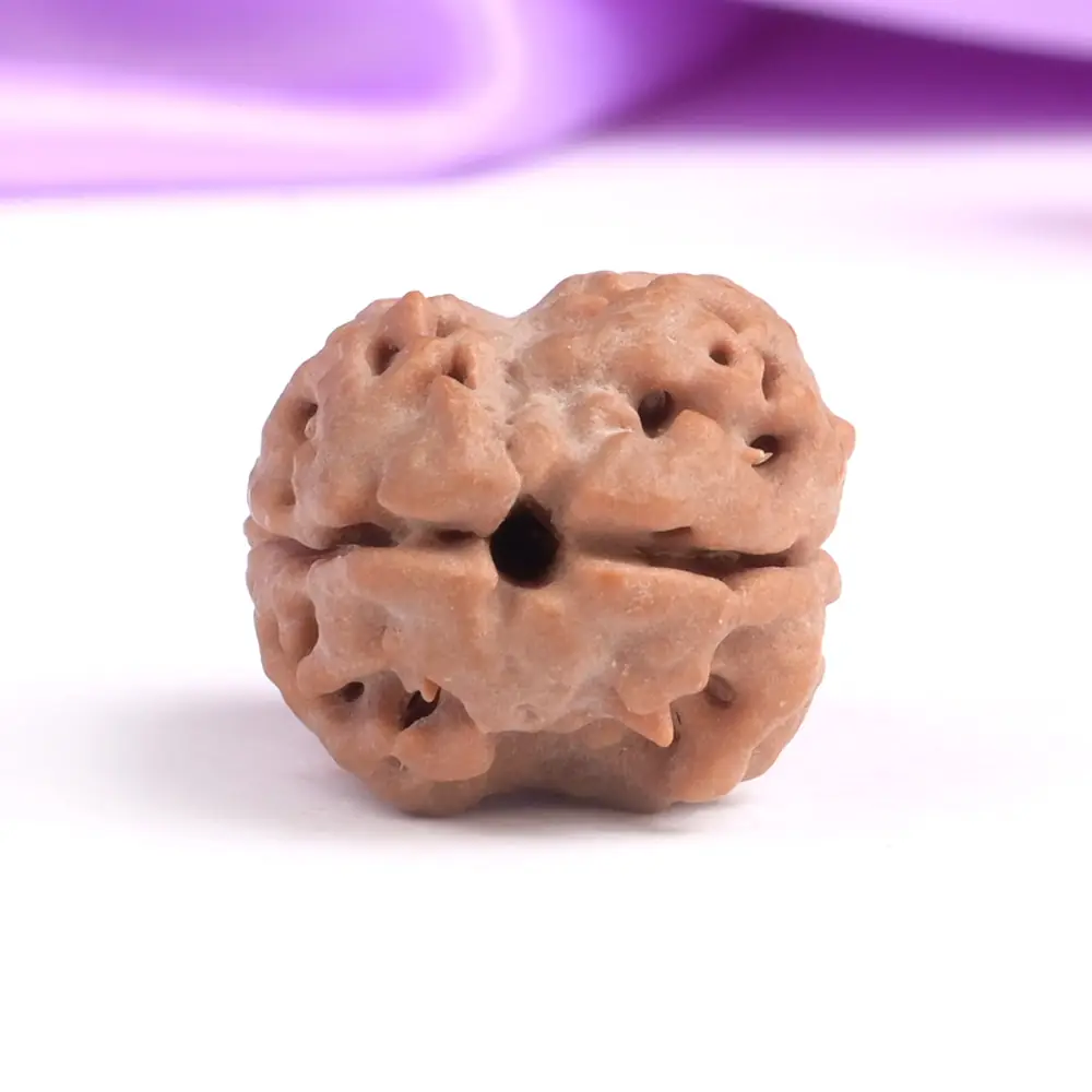 Two mukhi rudraksha seen from the top on purple cloth