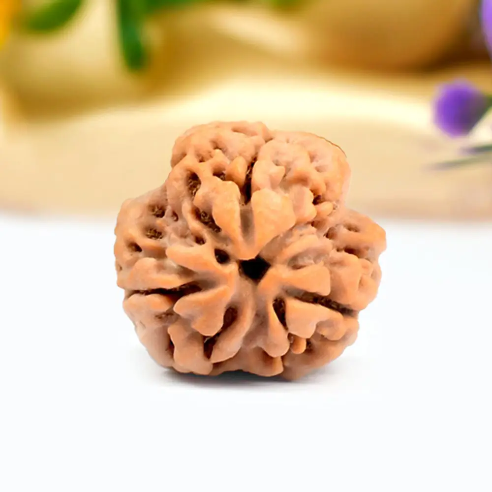 A 3 mukhi Nepali rudraksha bead seen from above on a pale ground