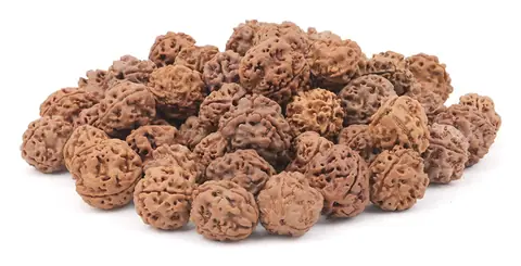 A heap of loose Nepali rudraksha beads of the same grade