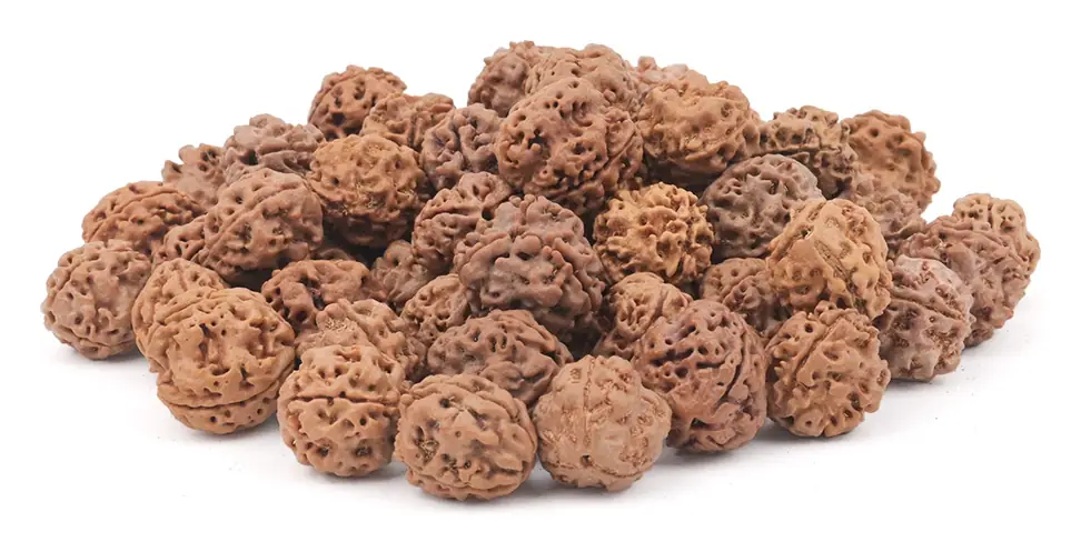 A heap of loose Nepali rudraksha beads of the same grade
