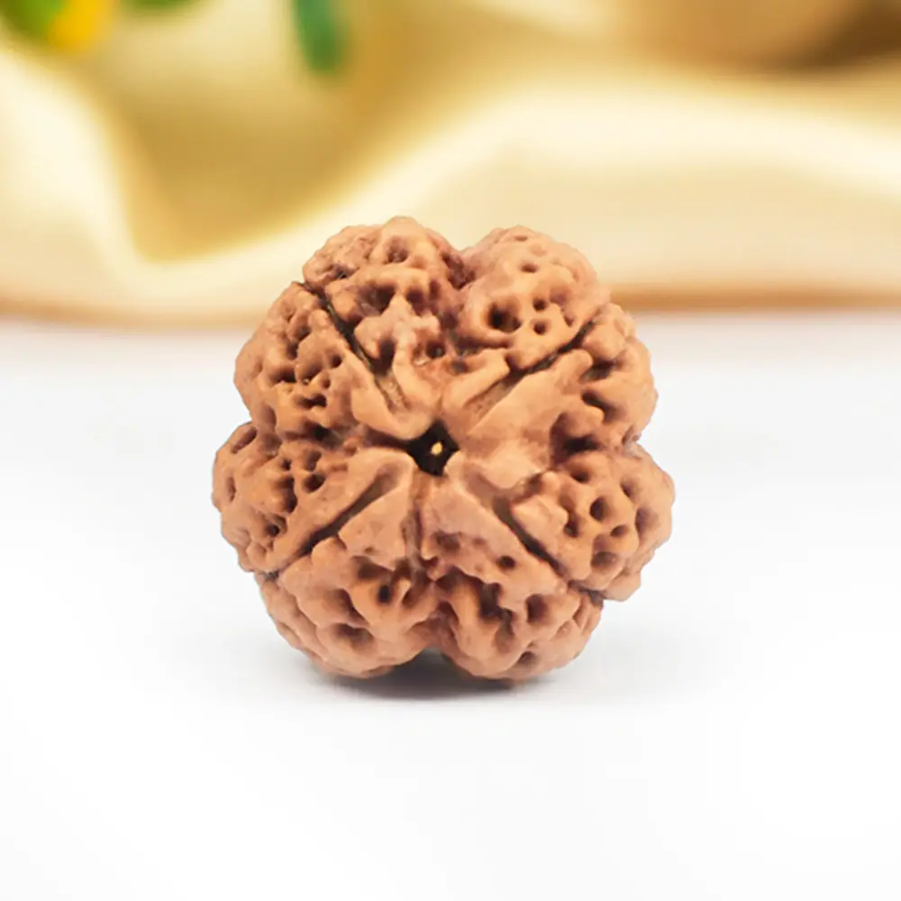A 4 mukhi Nepali rudraksha bead seen from above on a pale ground