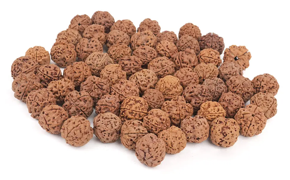 A heap of loose Nepali rudraksha beads of the same grade
