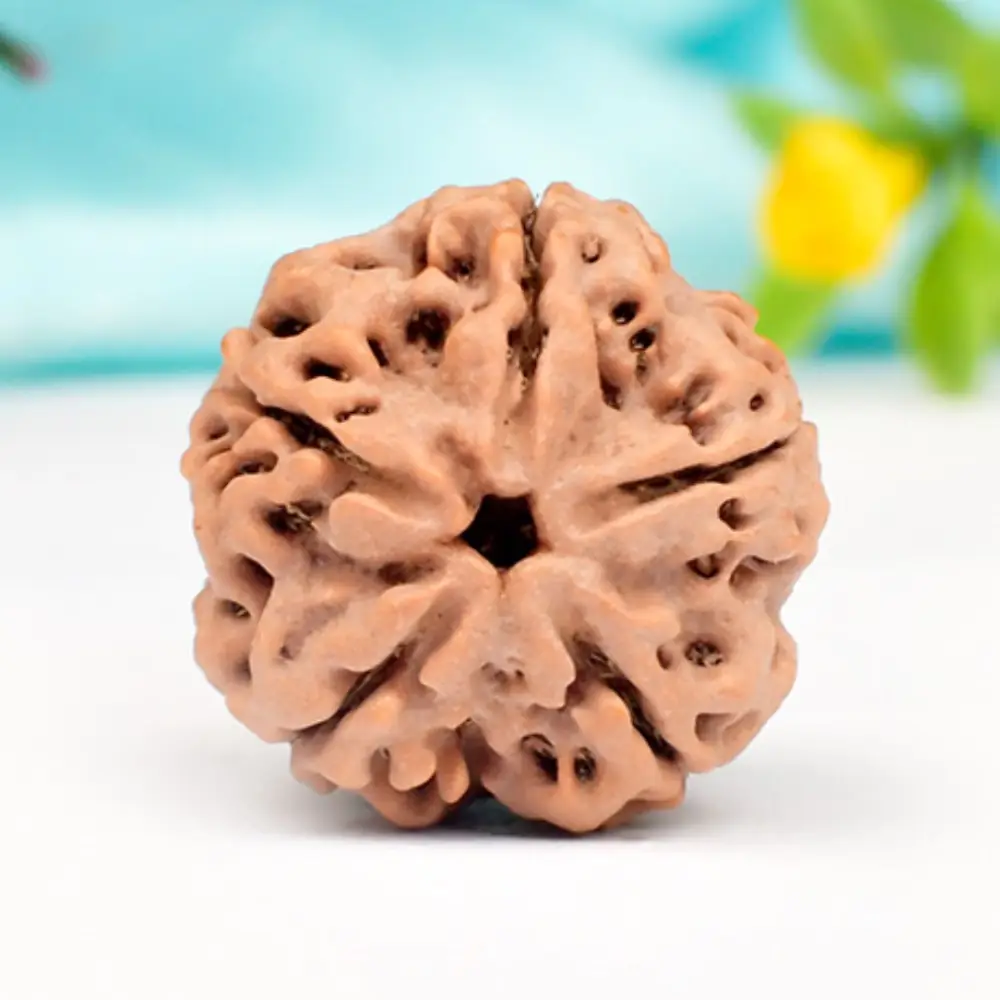 A 5 mukhi Nepali rudraksha bead seen from above against a blue background