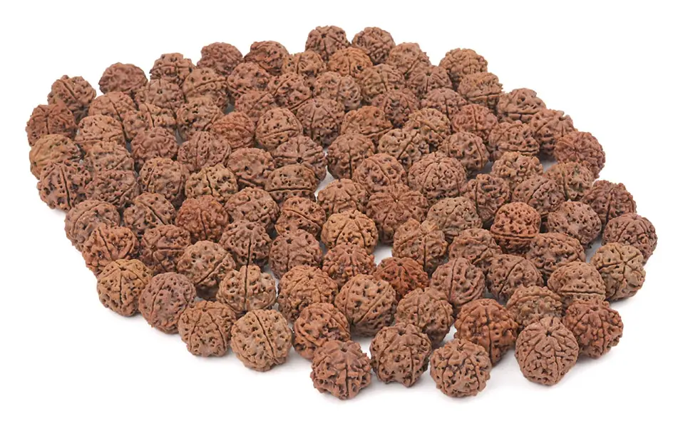 A heap of loose Nepali rudraksha beads of the same grade