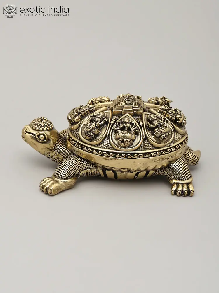 The tortoise seen from the side