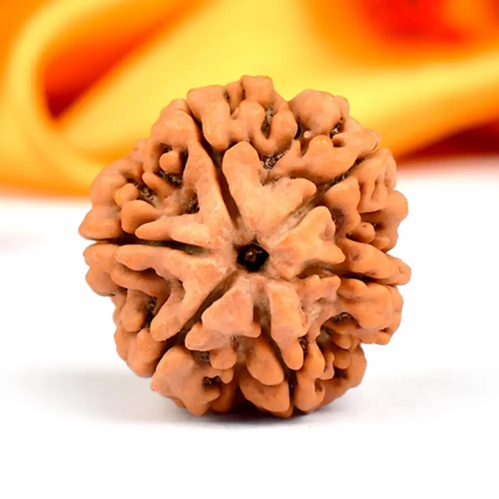A 6 mukhi Nepali rudraksha bead seen from above on an orange ground