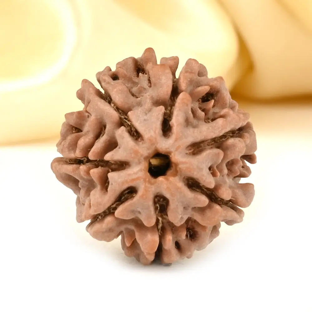 A 7 mukhi Nepali rudraksha bead seen from above on a pale ground