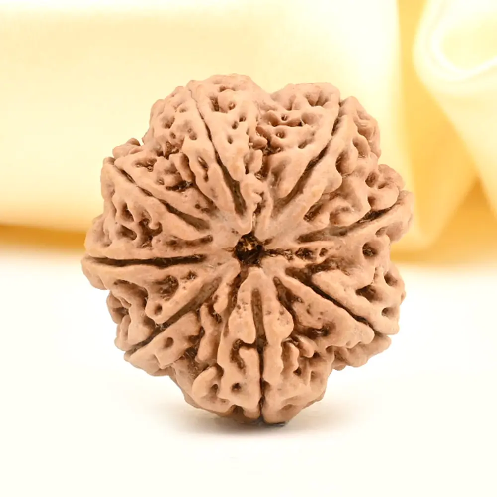 Eight mukhi rudraksha seen from the top on pale yellow cloth