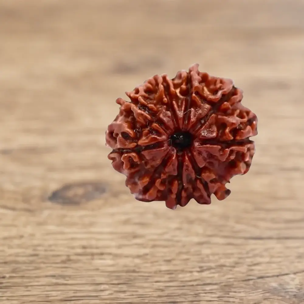 Nine mukhi rudraksha bead of deep red brown on a wooden surface