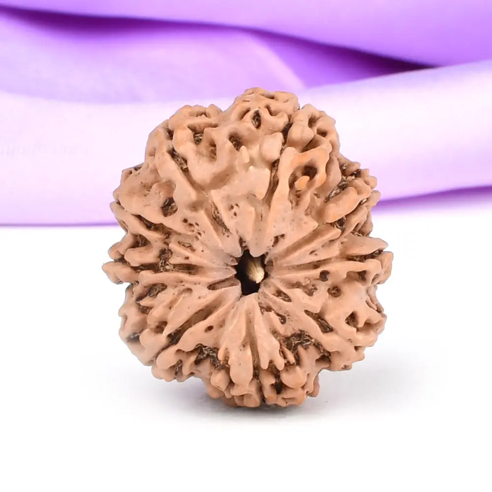 Nine mukhi rudraksha seen from the top on lilac cloth
