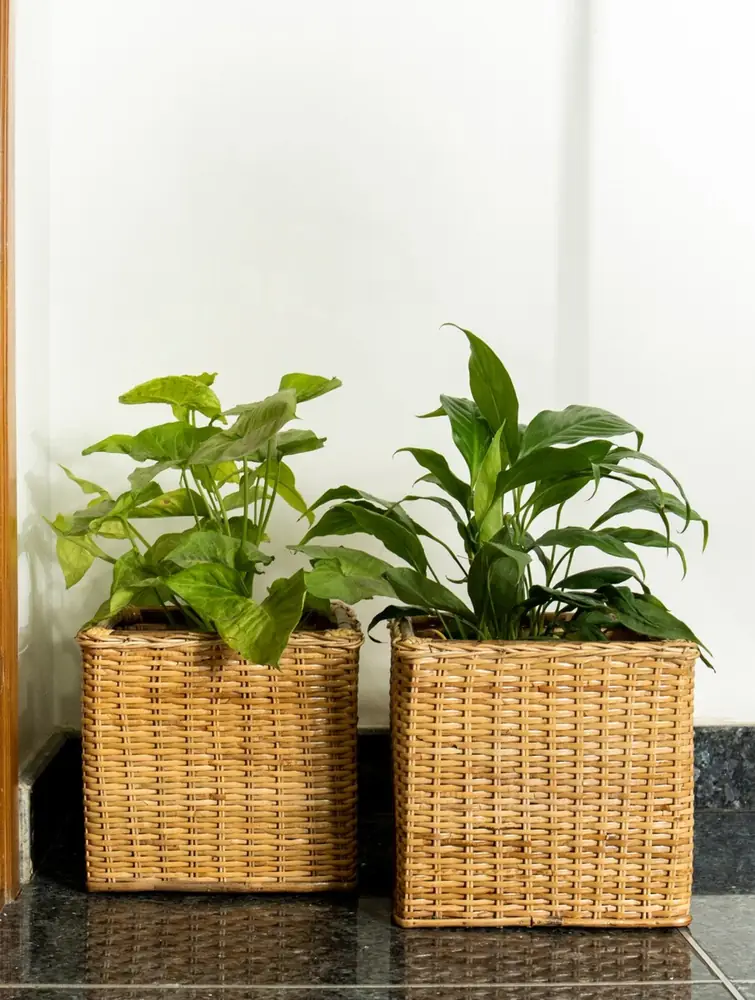 Two rattan planters holding green plants