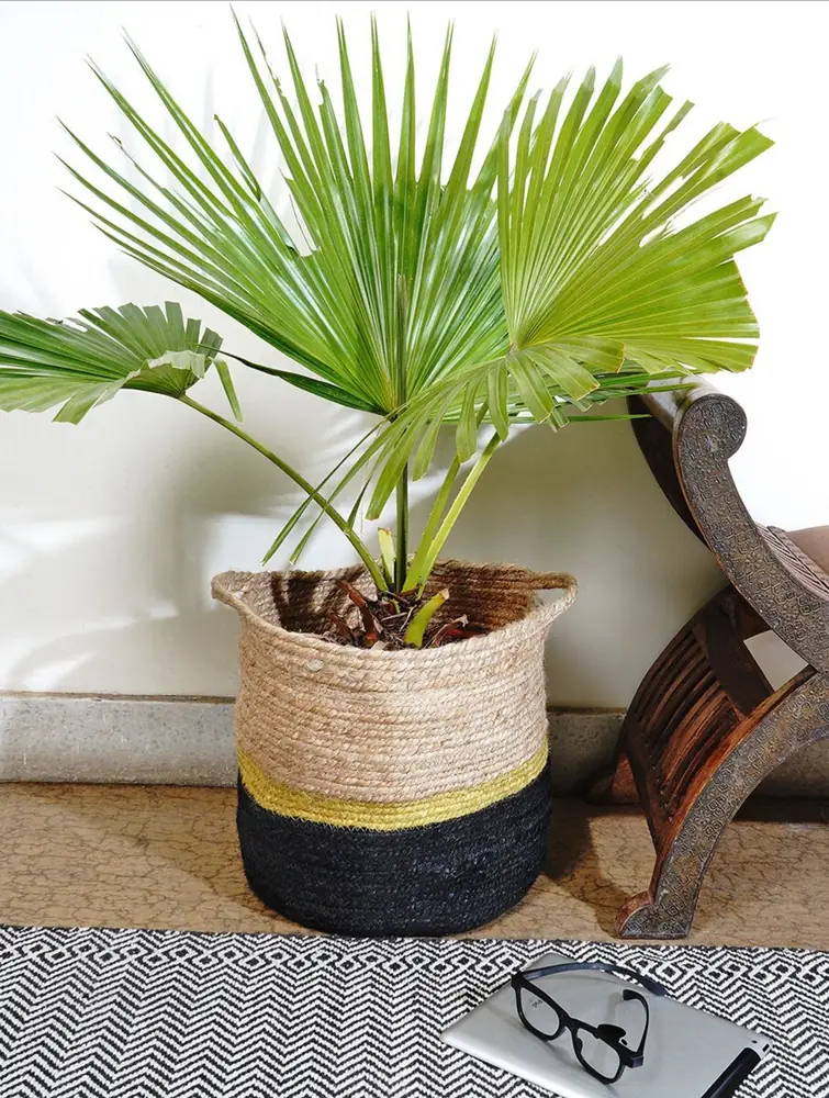The planter holding a palm in a room
