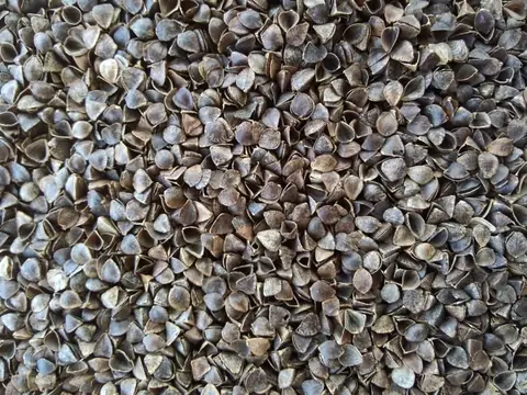 Close view of buckwheat hulls