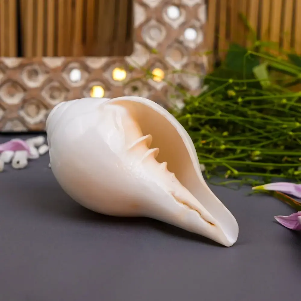 Small white conch shell on a dark grey surface