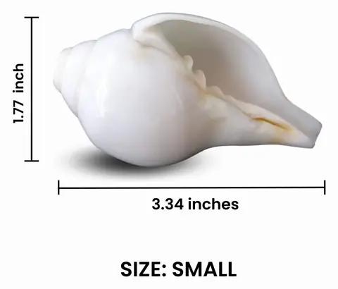 Size graphic for the small shankh, about 3.3 inches long