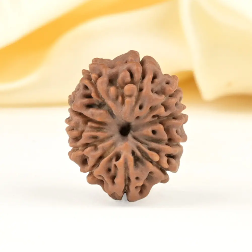 Top view of a small 11 mukhi rudraksha bead on cream cloth