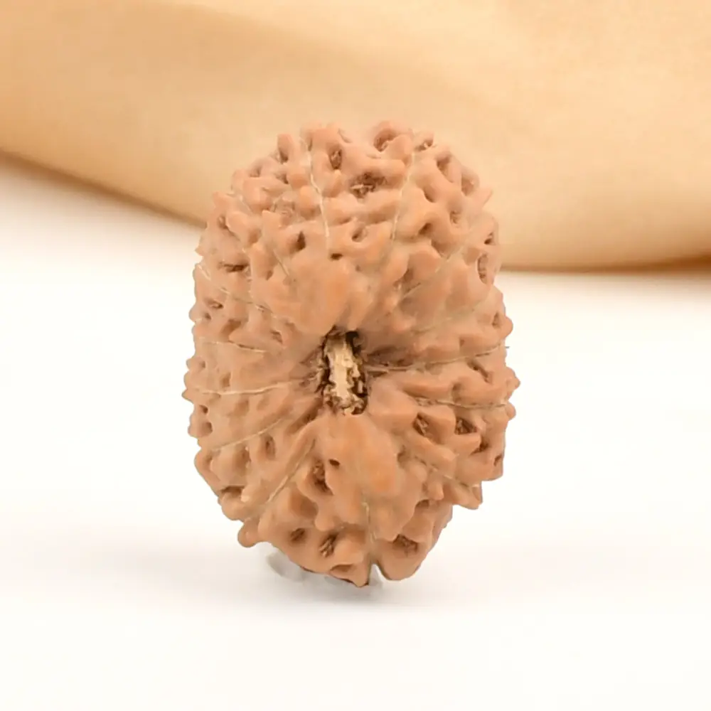 Face view of a small 14 mukhi rudraksha bead
