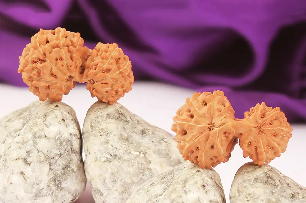 Two Garbh Gauri rudraksha beads on pale stones against purple cloth