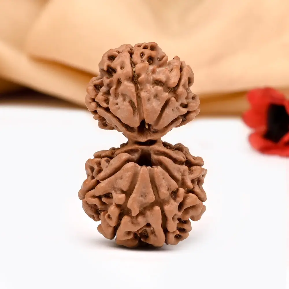 Front view of a Garbh Gauri rudraksha pair