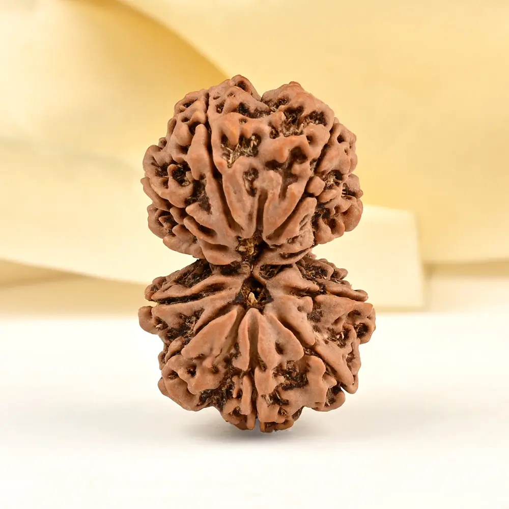 Front view of a joined Gauri Shankar rudraksha pair