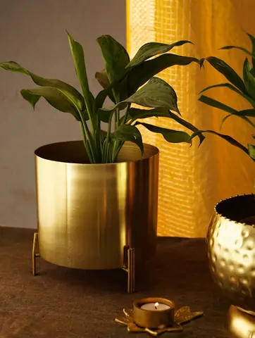 The planter with a plant in a room