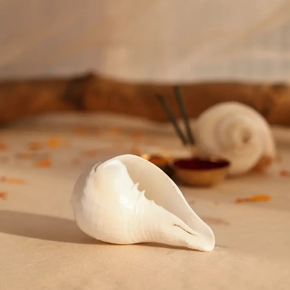 White conch shell resting on a beige surface