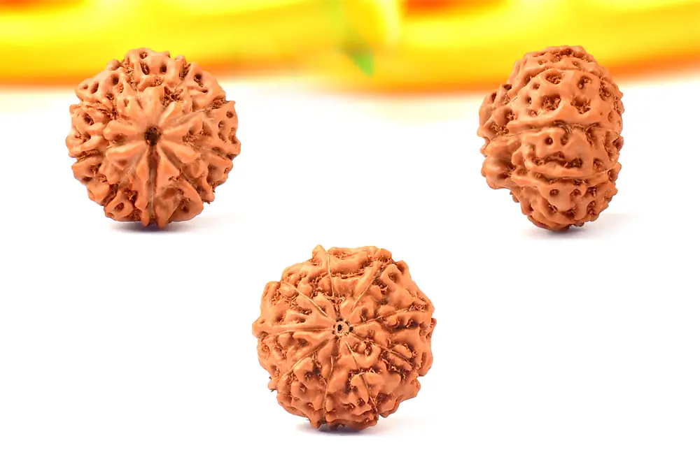 Three loose rudraksha beads on a bright ground, as shown by the seller