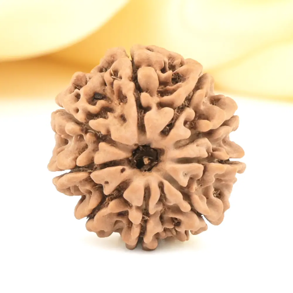 Face view of a small 9 mukhi Nepal rudraksha bead