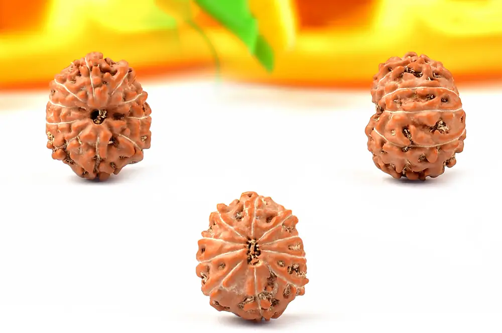 Three loose rudraksha beads on a bright ground, as shown by the seller