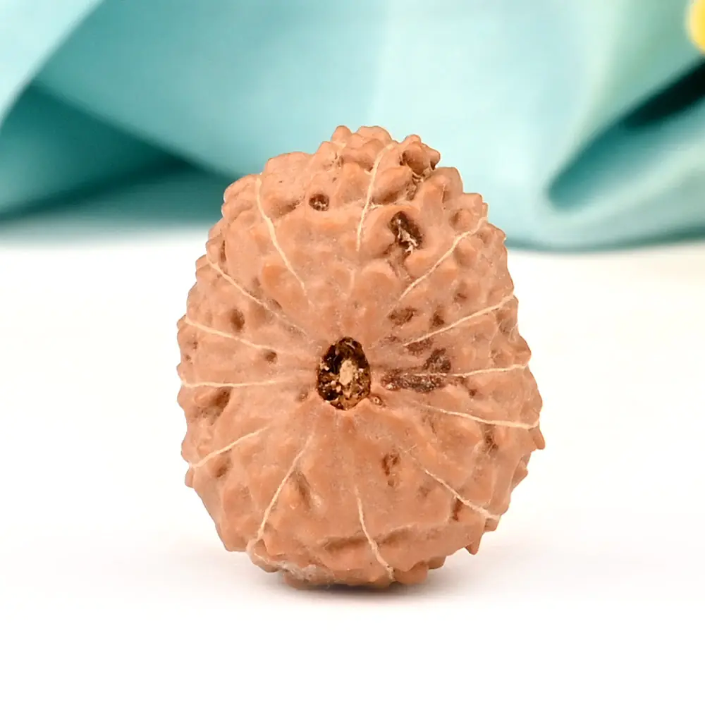 Face view of a small 13 mukhi rudraksha bead on a teal cloth