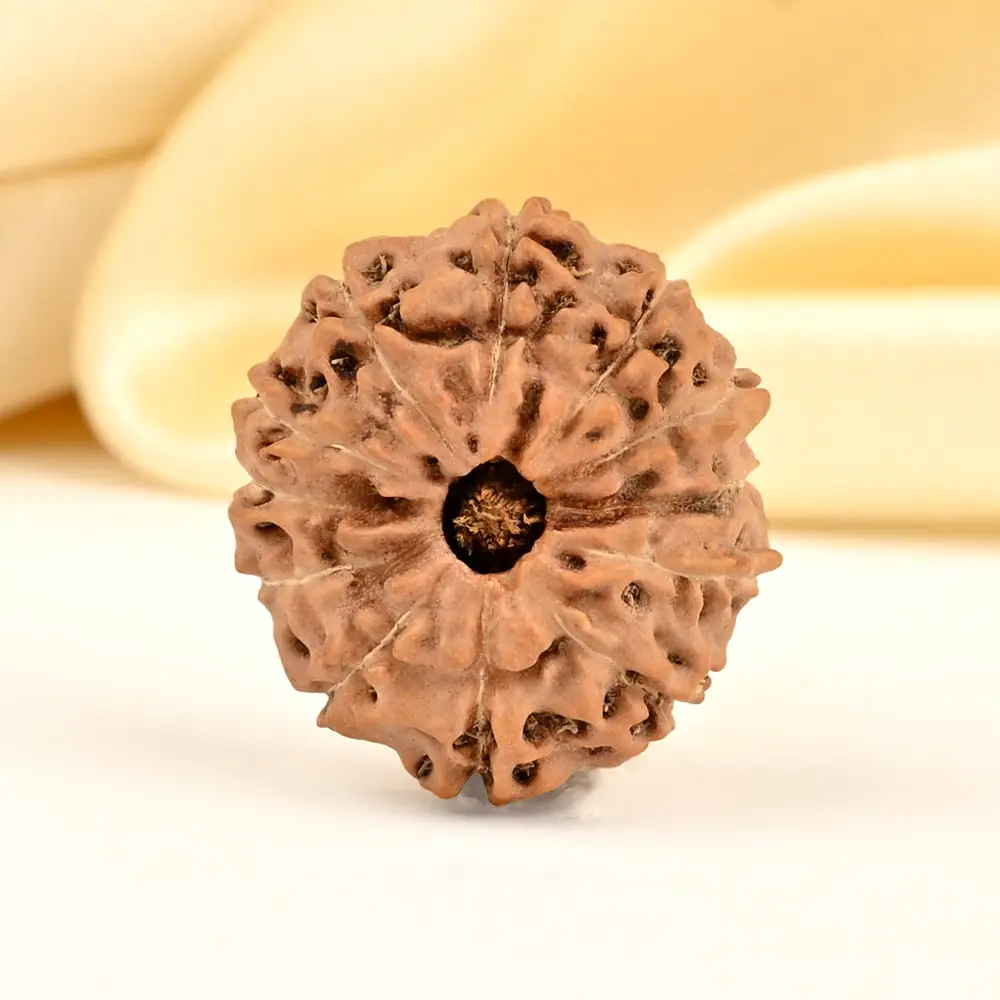 Face view of a small 12 mukhi rudraksha bead
