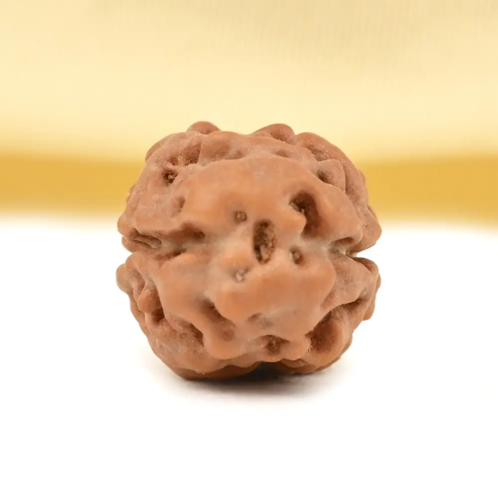 Top view of a 2 mukhi rudraksha bead on cream cloth