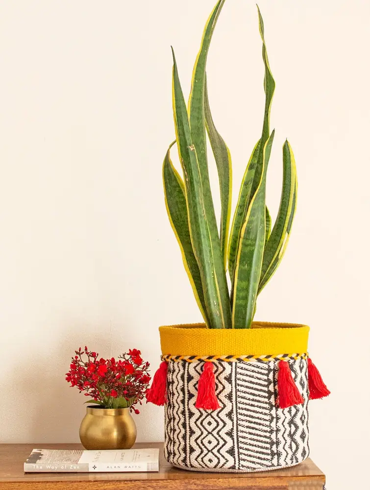 Planter holding a leafy plant beside red flowers